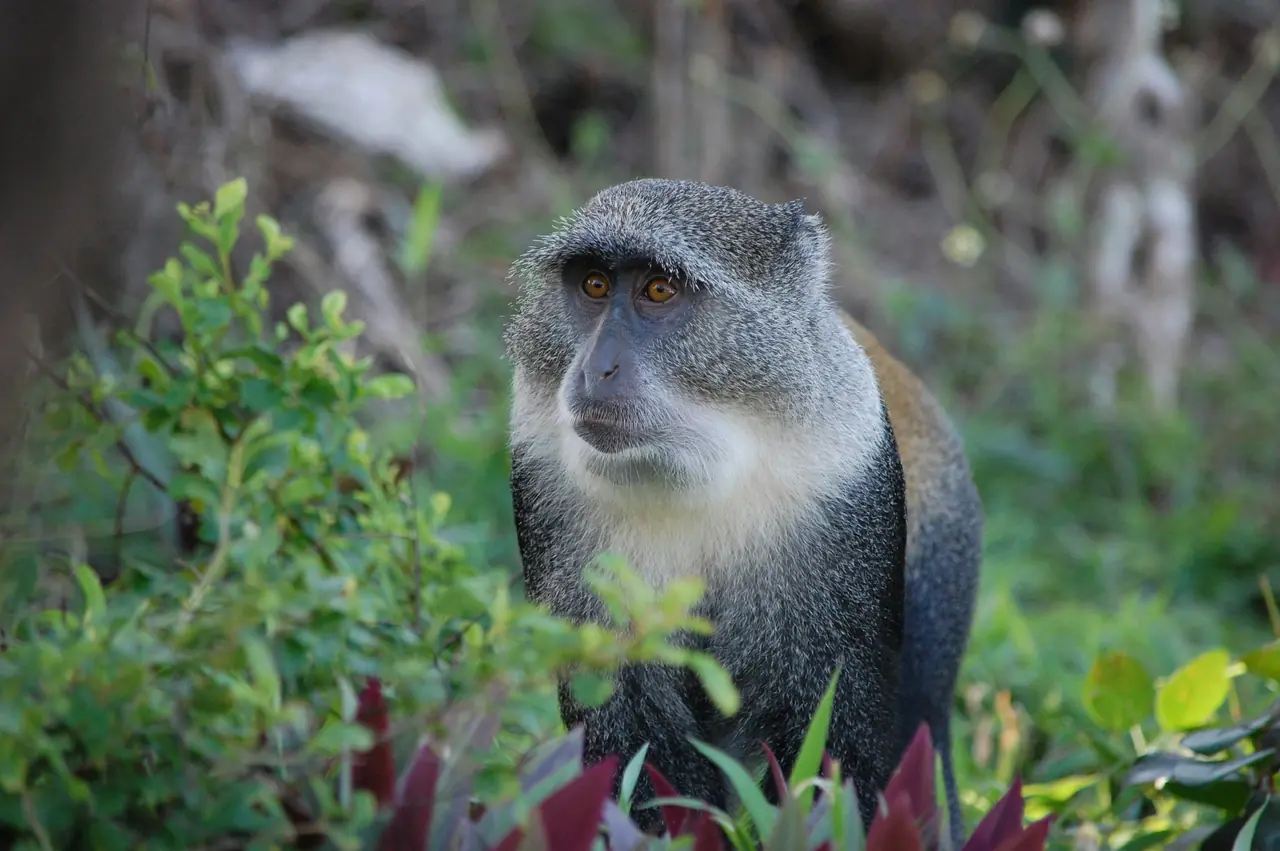 Monkeys roaming free in the Monkey Jungle.