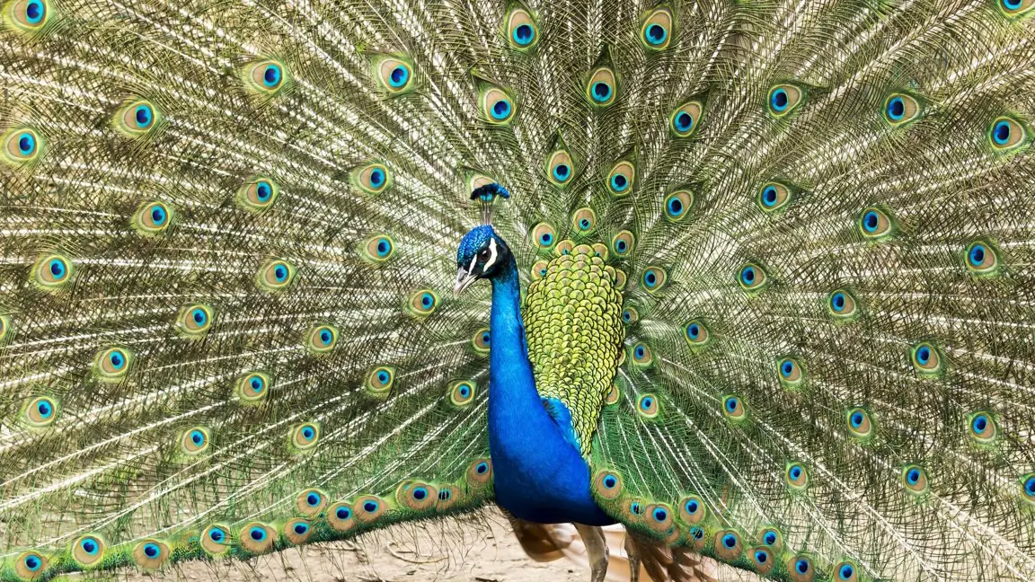 Colorful peacock showing his beautiful tail wide open.