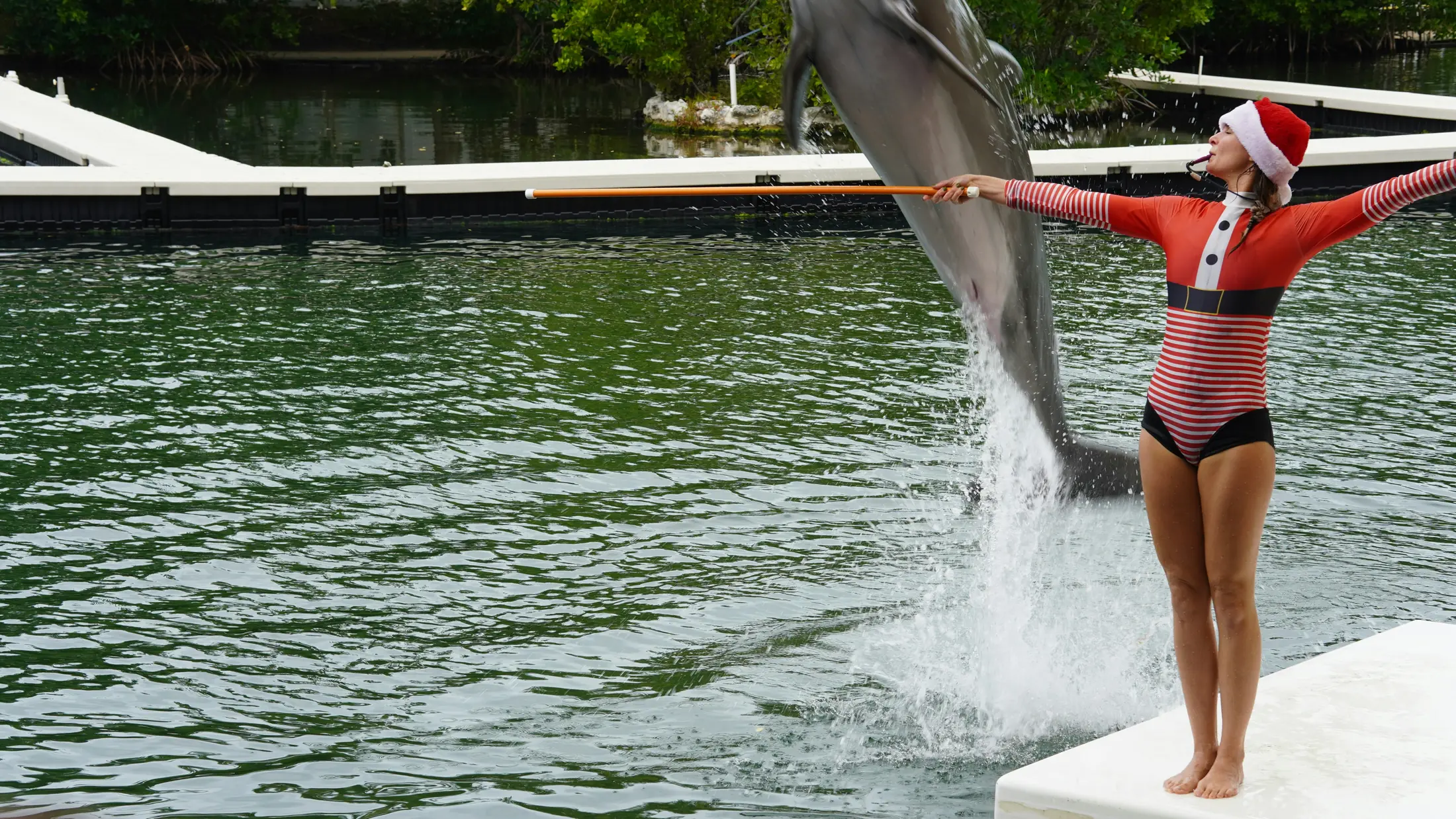Trainer with a dolphin. Photo by Yansi Keim